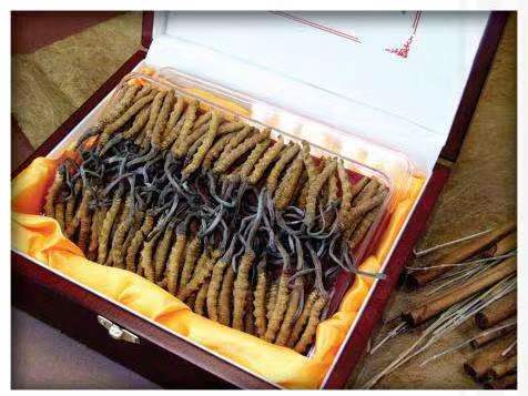 肇庆冬虫夏草回收